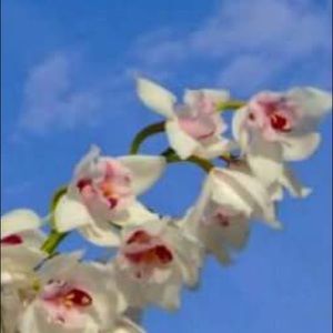 Meet your Posher, Nono